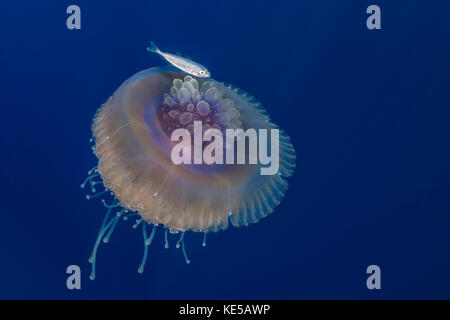 Il cavolfiore Meduse e novellame, Cephea cephea, Elphinstone Reef, Mar Rosso, Egitto Foto Stock