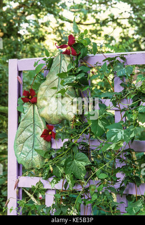 Clematis Niobe sul trellis con cas ornamant foglia Foto Stock