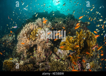 Lyretail Anthias sulla barriera corallina, Pseudanthias squamipinnis, Fury Shoal, Mar Rosso, Egitto Foto Stock