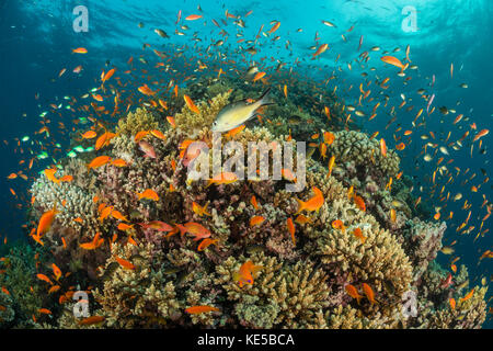 Lyretail anthias sulla barriera corallina, pseudanthias squamipinnis, Fury Shoal, Mar Rosso, Egitto Foto Stock