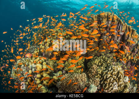 Lyretail Anthias sulla barriera corallina, Pseudanthias squamipinnis, Fury Shoal, Mar Rosso, Egitto Foto Stock