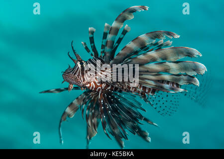 Leone comune, Pterois miles, Elphinstone Reef, Mar Rosso, Egitto Foto Stock