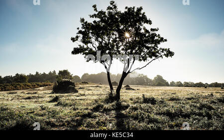 La mattina presto sole splende attraverso un singolo albero con un prato coperto di rugiada Foto Stock