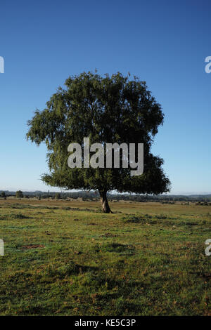 Un singolo completamente lasciato tree contro un profondo cielo blu Foto Stock