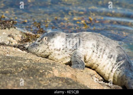 Una guarnizione del porto di pup (Phoca vitulina) crogiolarsi al sole su una roccia in Victoria British Columbia Foto Stock