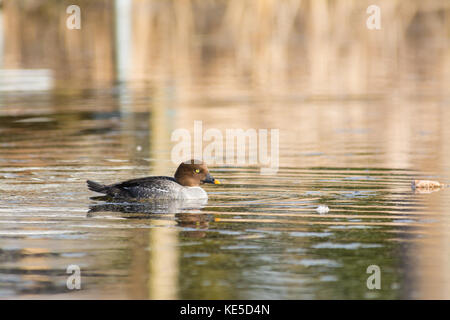 Una femmina di goldeneye comune (Bucephala clangula) nuotare in un laghetto nel foro di Lois parco provinciale, Alberta, Canada Foto Stock