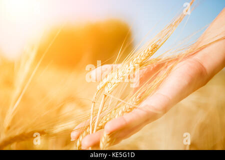 Immagine dell uomo di toccare il frumento spike in campo durante il giorno Foto Stock