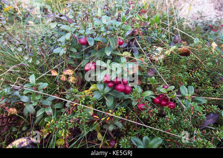 Vaccinium vitis idaea Foto Stock