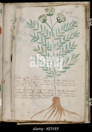 Manoscritto Voynich (165) Foto Stock