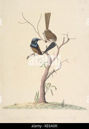 Il superbo Blue Wren (Malurus cyaneus) è un piccolo uccello colorato originario dell'Australia. Conosciuta per il suo vivace piumaggio blu e l'aspetto suggestivo, questa specie si trova spesso nei boschi e nei giardini, dove si forgia per insetti e piccoli invertebrati. Foto Stock