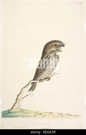 823129 F78 Tawny Frogmouth Podargus strigoides Foto Stock