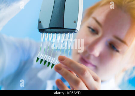 Utilizzando un canale multi pipetta per la elaborazione di pcr nel laboratorio microbiologico Foto Stock