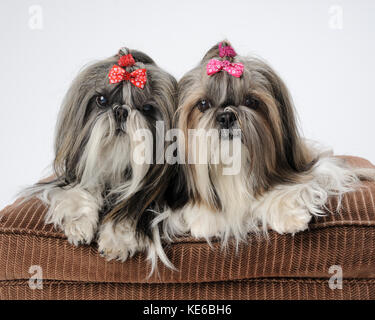 Coppia di femmine shih tzu whow cani posa sul cuscino marrone Foto Stock