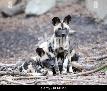 African cani selvatici (lycaon pictus) cuccioli Foto Stock