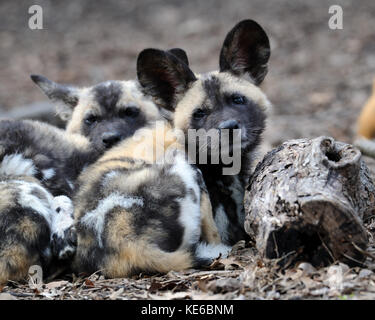 African cani selvatici (lycaon pictus) cuccioli Foto Stock