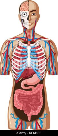 Anatomia umana con diversi sistemi illustrazione Illustrazione Vettoriale