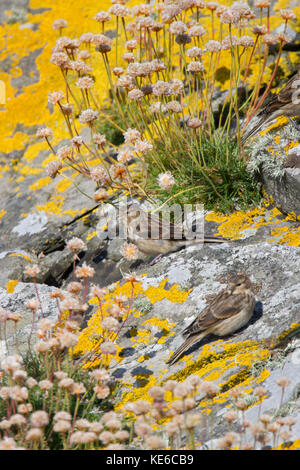 Twite (Linaria flavirostris) su Mousa nelle isole Shetland, Scozia. Foto Stock