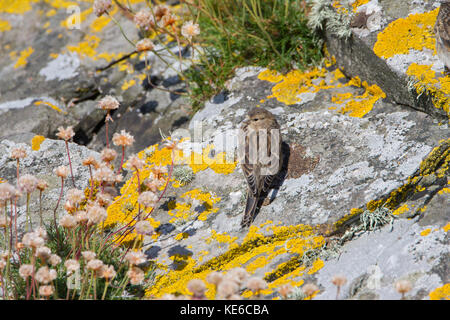 Twite (Linaria flavirostris) su Mousa nelle isole Shetland, Scozia. Foto Stock