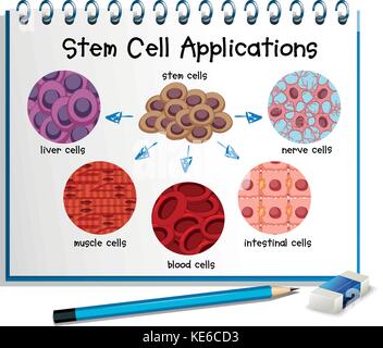 Schema che mostra diverse cellule staminali illustrazione delle applicazioni Illustrazione Vettoriale