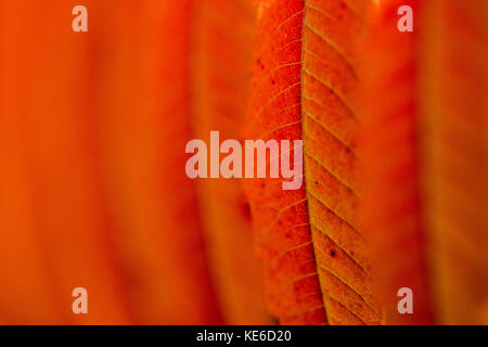 Rhus typhina staghorn fila di arancione autunnale Foglie rosse di profondità, Shepperton, Surrey, England, Regno Unito Foto Stock