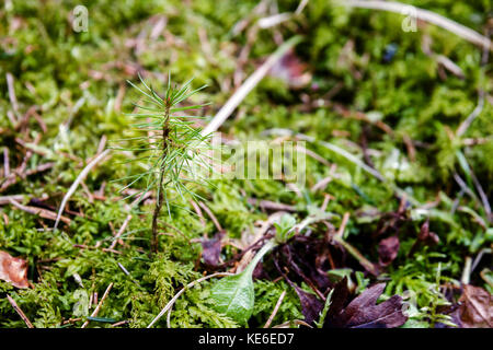 Nuovo nato verde piccolo pino piantina in foresta con sfondo moss Foto Stock