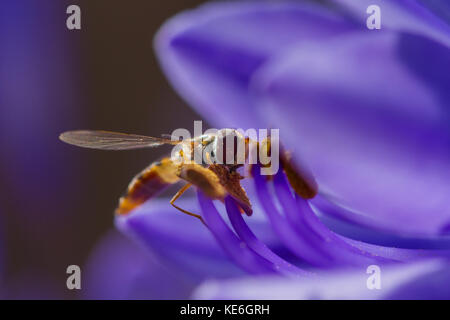 Femmina hoverfly marmellata (Episyrphus balteatus) su Agapanthus (African lily) fiore in estate, Dorset, Regno Unito Foto Stock