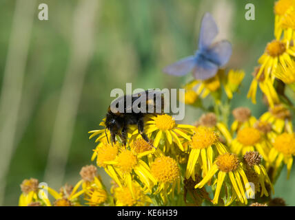 Buff-tailed Bumble Bee, bombus terrestris, sulla comune erba tossica, Senecio jacobaea, lancashire, Regno Unito Foto Stock