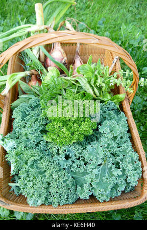 Verdure estive dal giardino in cestelli Foto Stock