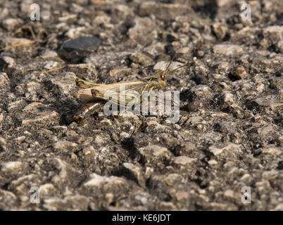 Campo comune grasshopper, chorthippus brunneus, sul percorso di calcestruzzo, lancashire, Regno Unito Foto Stock