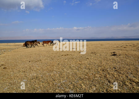 Regione di Issyk-Kul, Karakichi, Lago Sonkel, Kirghizistan Foto Stock