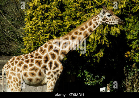 Una fotografia di una giraffa nel Devon, Regno Unito Foto Stock