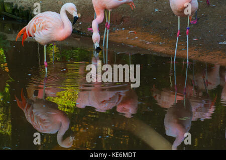 Fenicotteri rosa riposare in acqua nel Devon, Regno Unito Foto Stock