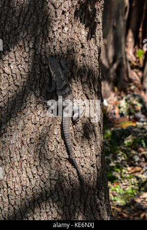 Animali del Parco dell'Amelia Earhart Foto Stock