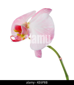 Orchidea rosa con striature isolati su sfondo bianco Foto Stock