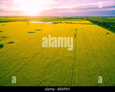 Bella canola field al tramonto incandescente in australia - vista aerea Foto Stock