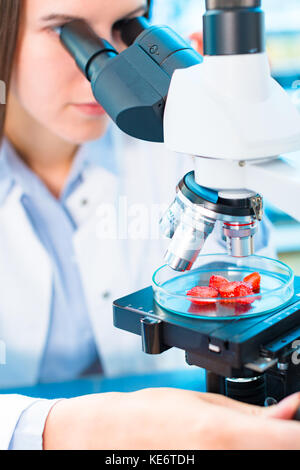 Fragole ricerca in laboratorio. per la lavorazione degli alimenti e il controllo di qualità Foto Stock