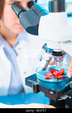 Fragole ricerca in laboratorio. per la lavorazione degli alimenti e il controllo di qualità Foto Stock