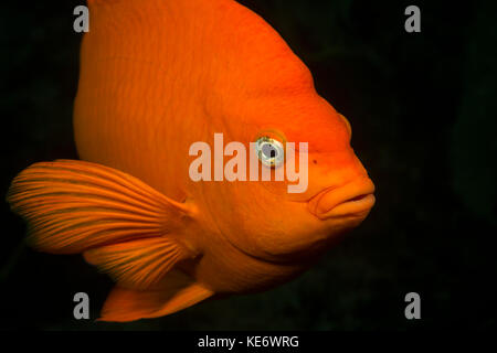 Garibaldi, pesce Hypsypops rubicundus, Isola Catalina, CALIFORNIA, STATI UNITI D'AMERICA Foto Stock