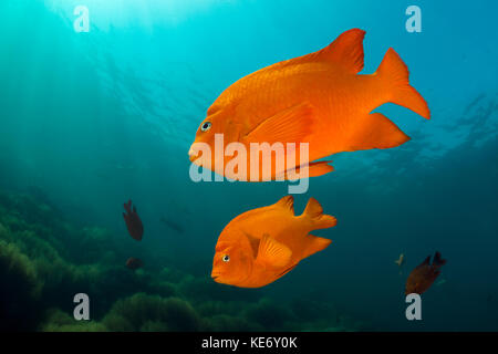 Garibaldi, pesce Hypsypops rubicundus, Isola Catalina, CALIFORNIA, STATI UNITI D'AMERICA Foto Stock