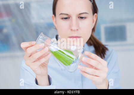 Ricercatore scientifico guardando un pallone da laboratorio tubo con pianta verde foglia in un laboratorio. Foto Stock