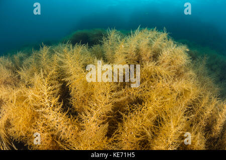 Alghe marine, Stephanocystis dioica, Isola Catalina, CALIFORNIA, STATI UNITI D'AMERICA Foto Stock