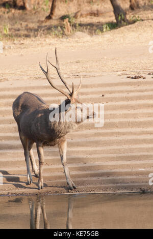 Il sambar (Rusa unicolor) è un grande cervo nativo per il subcontinente indiano. Il nome sambar talvolta viene anche utilizzato per riferirsi al filippino cervi, Foto Stock