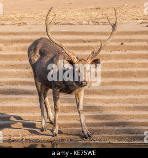 Il sambar (Rusa unicolor) è un grande cervo nativo per il subcontinente indiano. Il nome sambar talvolta viene anche utilizzato per riferirsi al filippino cervi, Foto Stock