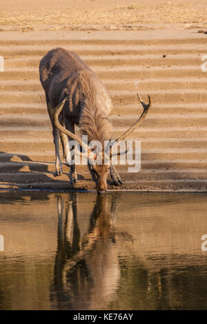 Il sambar (Rusa unicolor) è un grande cervo nativo per il subcontinente indiano. Il nome sambar talvolta viene anche utilizzato per riferirsi al filippino cervi, Foto Stock