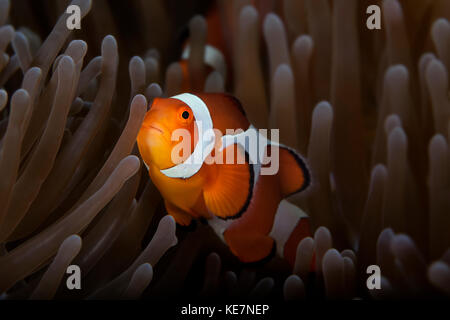 Clownfish (Amphiprioninae) In Anemone; eun, Bohol, Central Visayas, Filippine Foto Stock