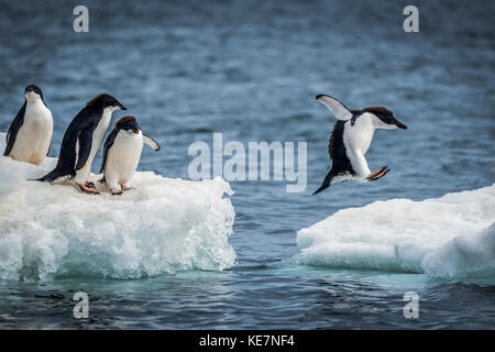 Tre Adelie Pinguini (Pygoscelis adeliae) guarda un altro salto tra due ice floes. Essi hanno teste di nero e spalle con ventre bianco; Antartide Foto Stock