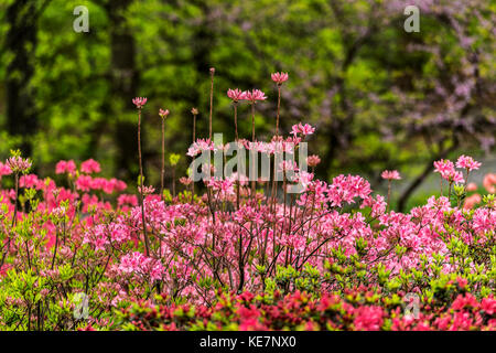 Azalea giardino, New York Giardino Botanico; Bronx, New York, Stati Uniti d'America Foto Stock