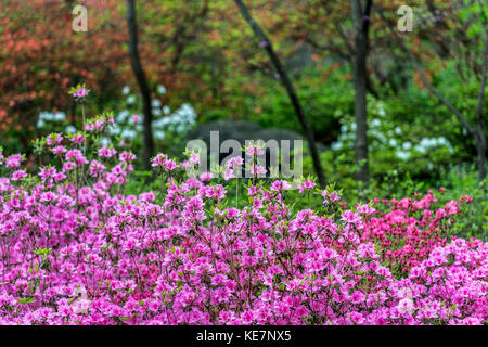 Azalea giardino, New York Giardino Botanico; Bronx, New York, Stati Uniti d'America Foto Stock