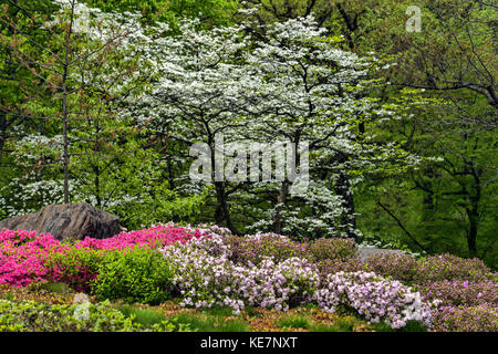 Azalea giardino, New York Giardino Botanico; Bronx, New York, Stati Uniti d'America Foto Stock