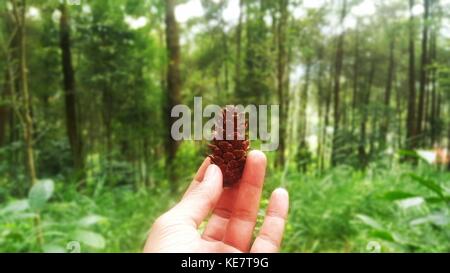 Pini a foresta alla foresta di pini di bantul yogyakarta Foto Stock